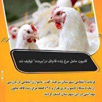 توقیف هزار و ۴۳۵ قطعه مرغ زنده فاقد مجوز بهداشتی در بیرجند