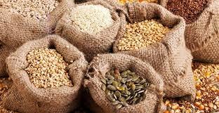 برنامه تولید بذر در استان بوشهر ۱۰۰ درصد محقق شد‌