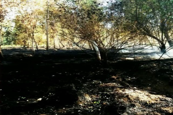 مهار آتش سوزی در اراضی جنگلی سوم شعبان دزفول