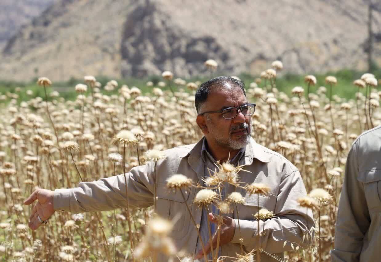 پیش‌بینی افزایش ۶۰ درصدی تولید گندم در لرستان