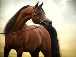رقابت سی و سومین دوره مسابقات زیبایی اسب اصیل عرب در اشکذر