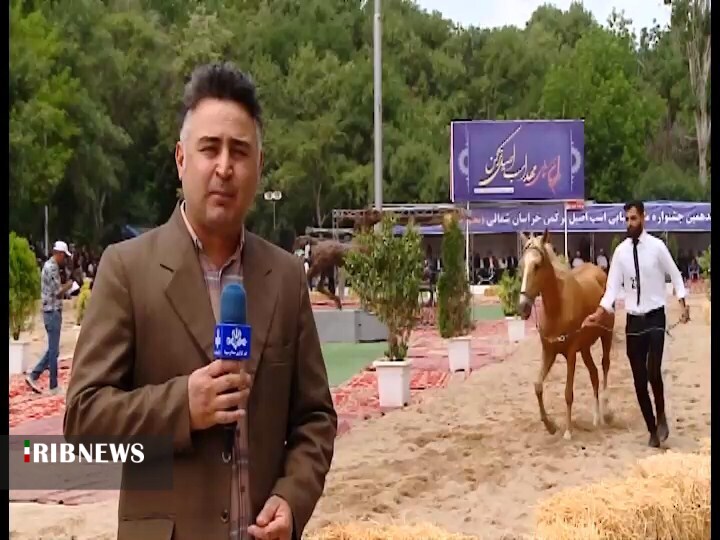 معرفی برترین‌های جشنواره زیبایی اسب اصیل ترکمن در بجنورد