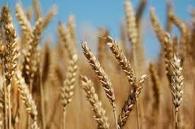 رکورد بی‌سابقه خرید ۶۲ هزار تن گندم در سیستان و بلوچستان