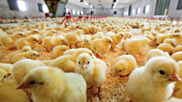فعالیت ۴۱ واحد پرورش مرغ گوشتی در لامرد