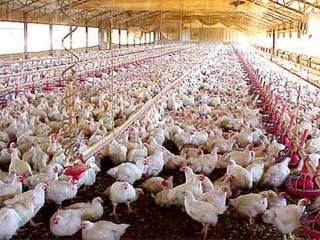 تولید بیشتر مرغ گوشتی با افزایش جوجه ریزی