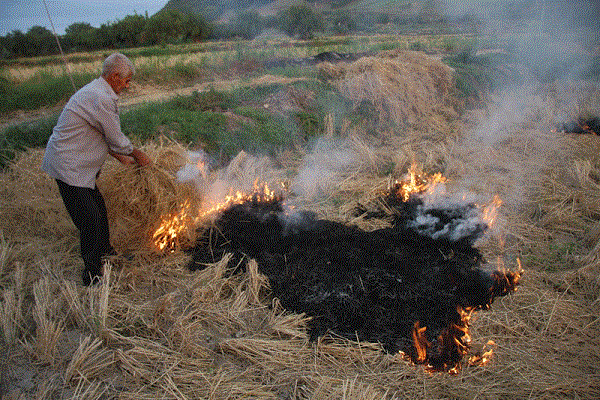 خسارت به محیط زیست و بروز بیماری‌های تنفسی نتیجه آتش زدن بقایای گیاهی
