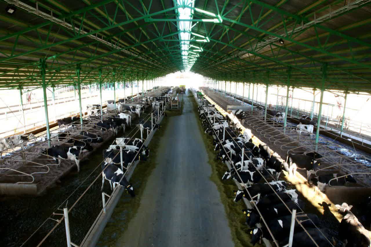 تامین ۳۰ تن شیرخام تولید روزانه پودر شیر خشک در صنایع دامپروری رضوی