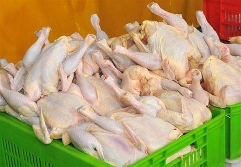 کشف ۲ هزار و ۴۰۰ قطعه مرغ فاقد مجوز حمل در کنگاور