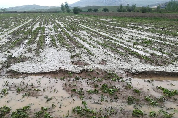 خسارت تگرگ به محصولات کشاورزی بخش فارغان حاجی آباد