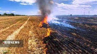 مهار آتش سوزی مزارع چغابل