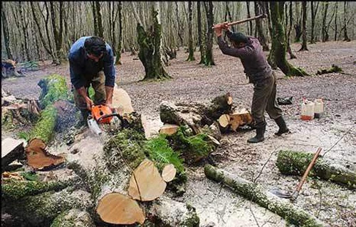دستگیری متخلفان قطع درختان جنگلی