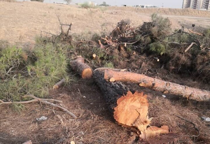 واکنش شهرداری به خبر قطع درختان خیابان نیاوران