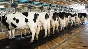 تولید سالانه حدود 340 هزار تن شیر در آذربایجانغربی  