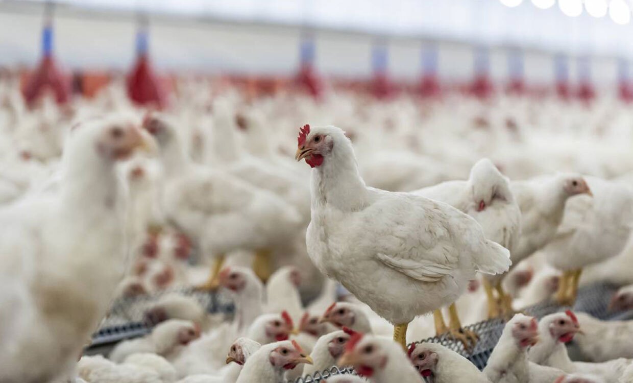 تولید ۳۴ هزار تن گوشت مرغ در استان بوشهر