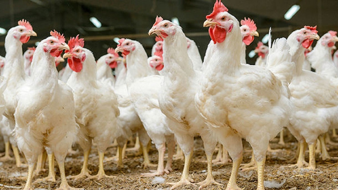 کشف بیش از هزار قطعه مرغ زنده قاچاق در دهلران