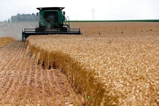 خرید بیش از 60 هزار تن گندم از گندمکاران هرمزگانی