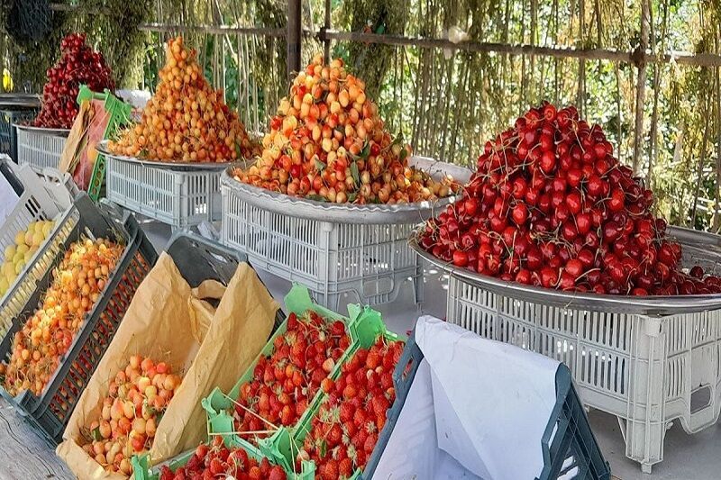 جشنواره گیلاس در شهر هیر اردبیل برگزار می‌شود