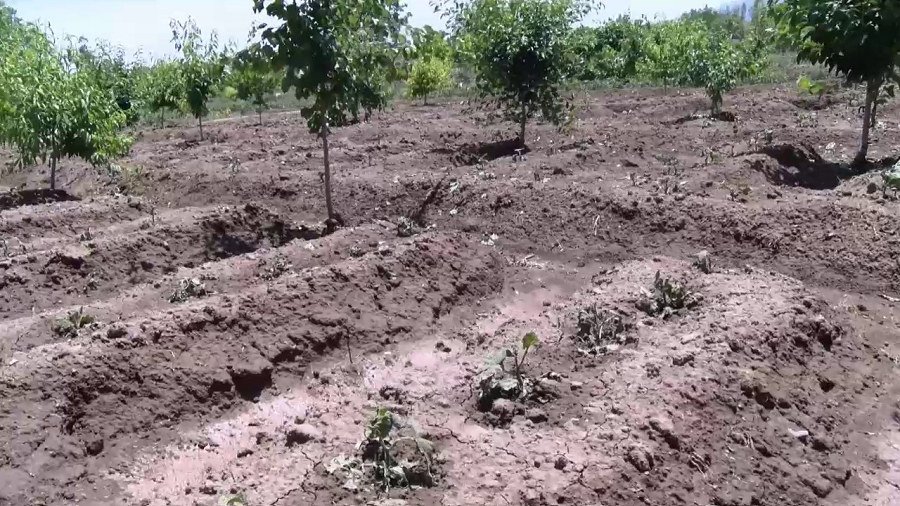 خسارت 54 میلیارد تومانی تگرگ به کشاورزان یامچی