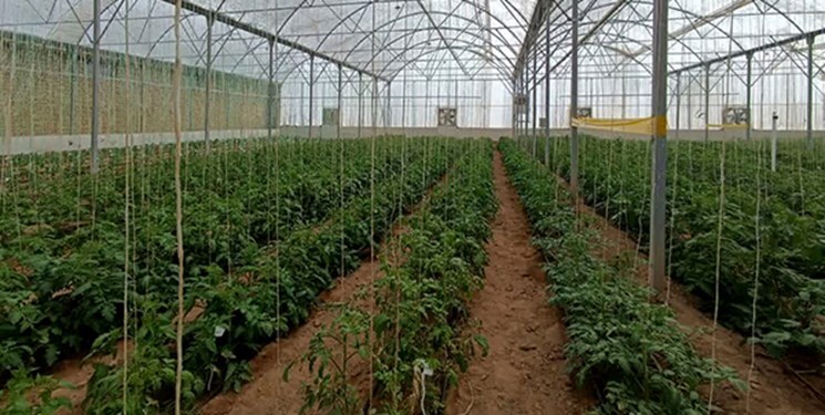 خودکفایی استان یزد در  تولید بذر هیبرید