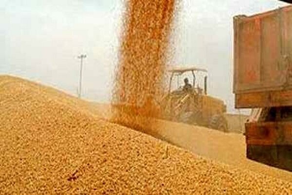 افزایش ۴۲ درصدی خرید گندم در مراکز تعاون روستایی خراسان جنوبی
