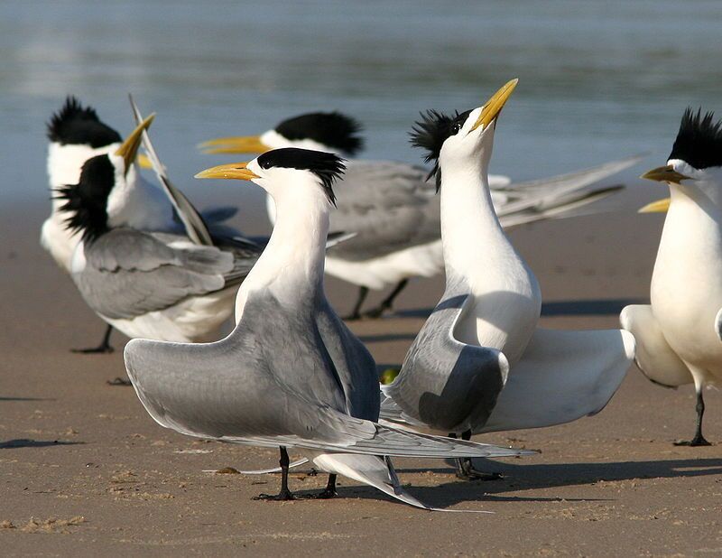 آغاز سرشماری پرندگان تابستان‌گذران در پارک ملی دریایی دیر