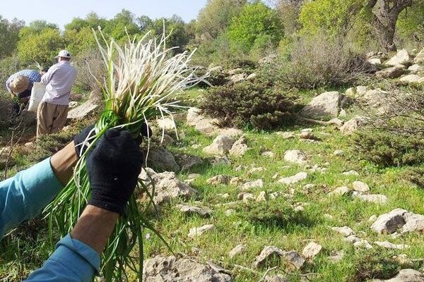 خراسان رضوی ۲۰ گونه گیاهان دارویی مرتعی را تولید می کند