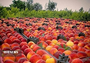 پیش بینی تولید ۸۰ هزار تُن هلو در گلستان