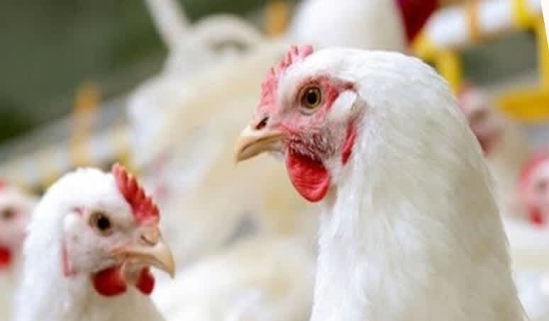 کشف ۴ هزار و ۲۰۰ قطعه مرغ زنده فاقد مجوز و قاچاق در خراسان جنوبی