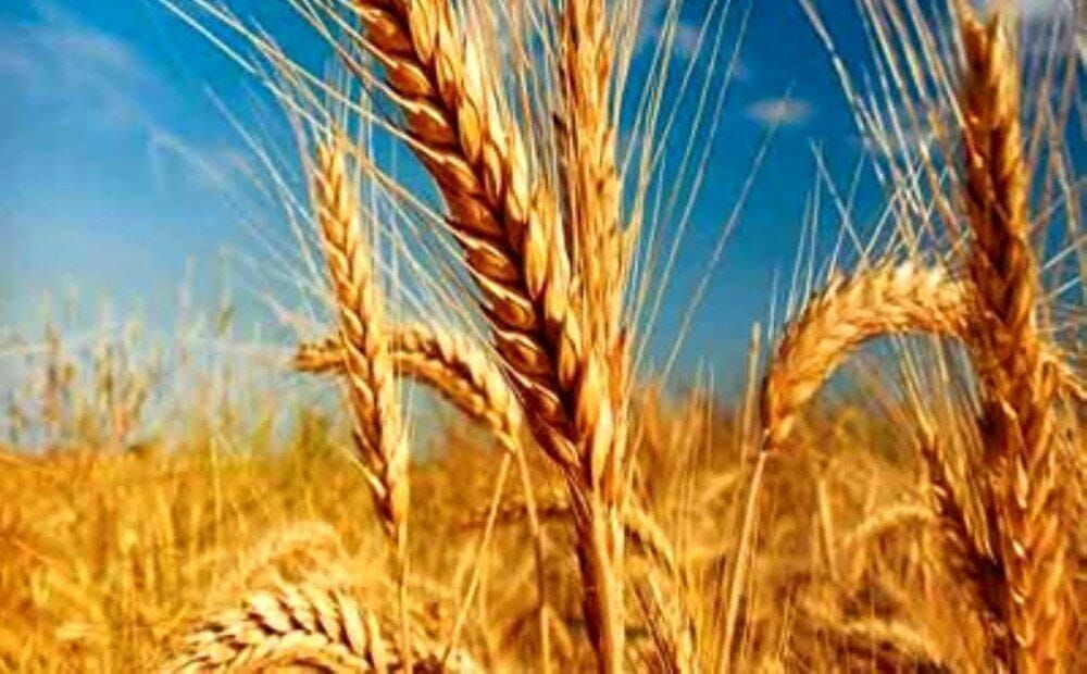 خریداری بیش از ۹ هزارتن گندم از کشاورزان سرخسی