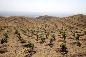 کاشت ۱.۶ میلیون اصله درخت در ملایر