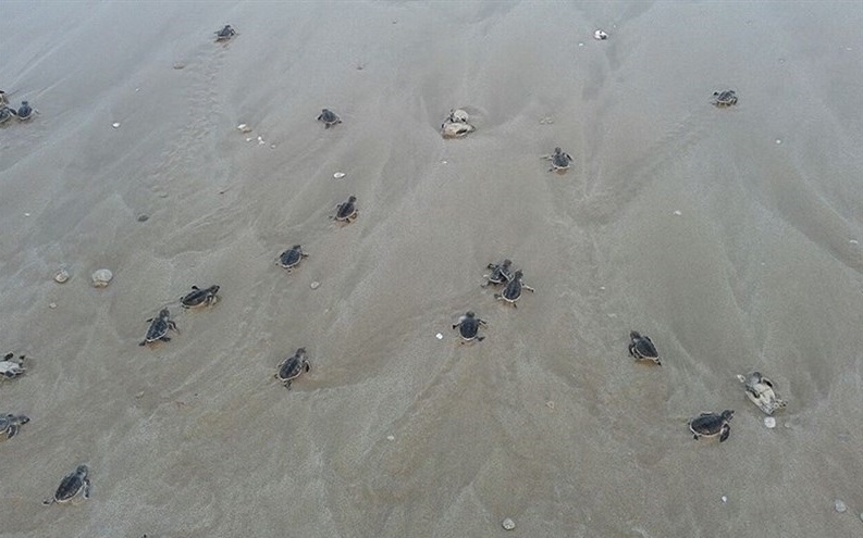تولد لاک‌پشت‌های منقار عقابی در سواحل بوشهر