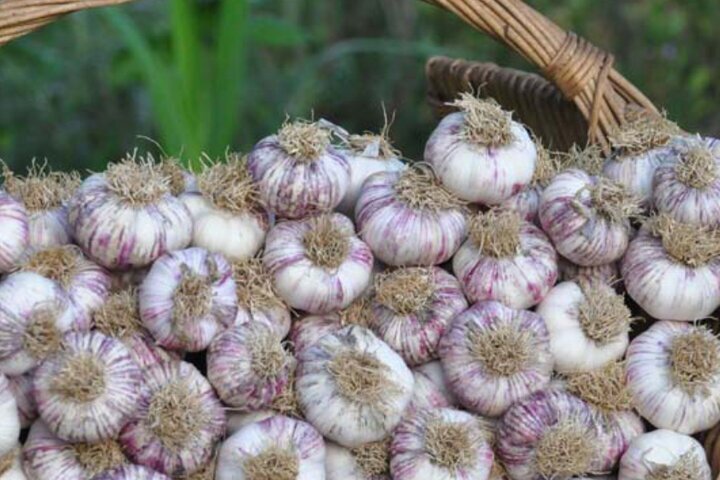 برگزاری جشنواره سیر در همدان