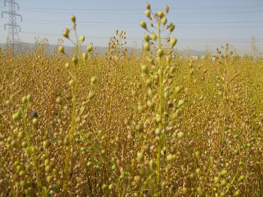 برداشت دانه روغنی کاملینا در آذربایجان غربی آغاز شد