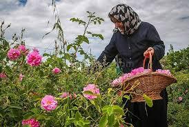 جشنواره گلاب‌گیری در چلبی اوغلی سلطانیه