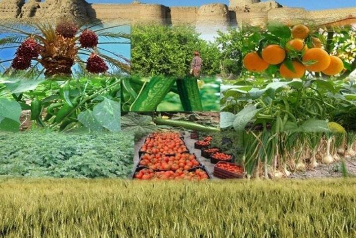 خرید توافقی ۲۷ هزار تن محصول کشاورزی استان همدان