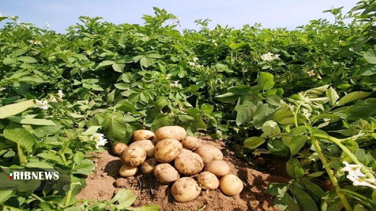 شیوع بیماری سفیدک دروغین سیب زمینی در مزارع اردبیل