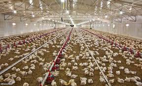 ۱.۲ میلیون تن ظرفیت خالی در صنعت مرغداری کشور