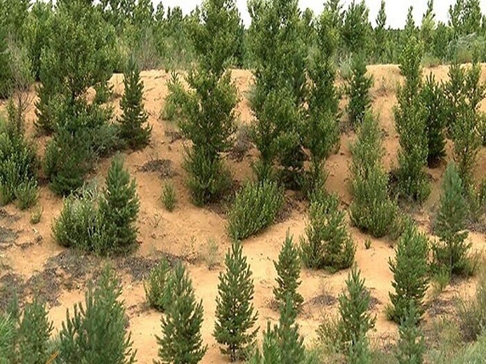 خراسان رضوی رتبه نخست کشور در ایجاد جنگل دست‌کاشت