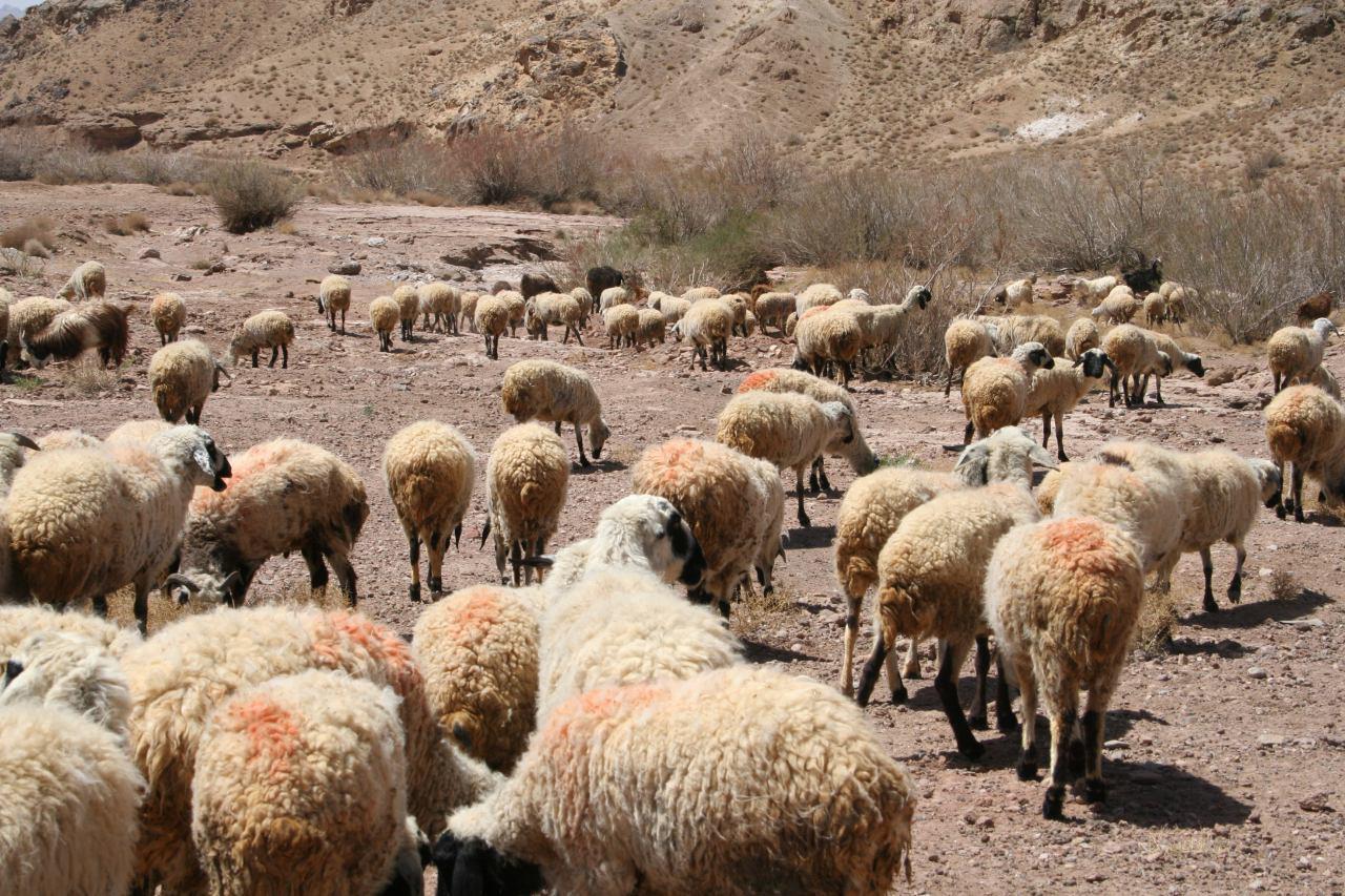 کاهش ۵۹ درصدی تولید علوفه در مراتع خراسان جنوبی