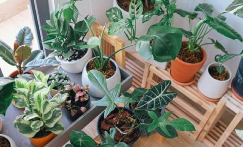 وجود گیاهان در خانه، شما را از سرطان نجات می‌دهد