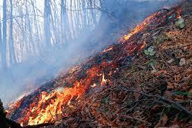 عوامل انسانی؛ علت اصلی آتش‌سوزی جنگل‌های استان