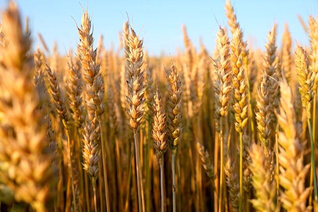کیفیت مطلوب گندم در همدان
