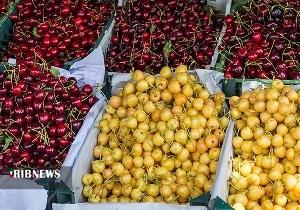 کاهش ۸ درصدی برداشت گیلاس و آلبالو در کردستان