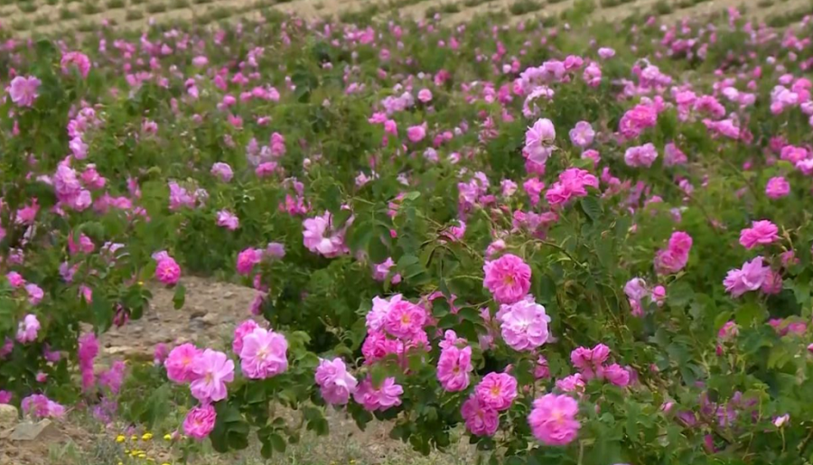 برآورد تولید نزدیک 6 هزار تن گل محمدی در آذربایجان شرقی