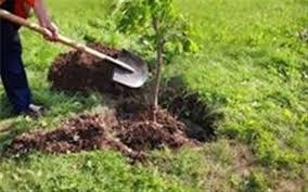 اجرای طرح «هرخانه یک درخت » در سرپل ذهاب