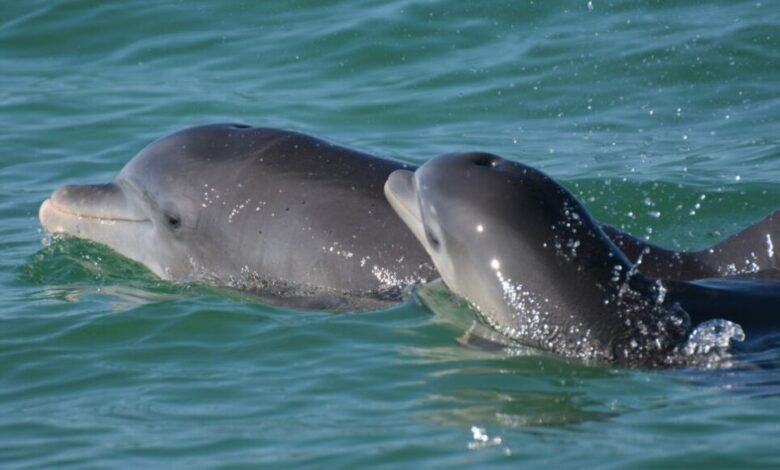 دلفین هایی که با بچه هایشان با صدای کودکانه حرف می زنند