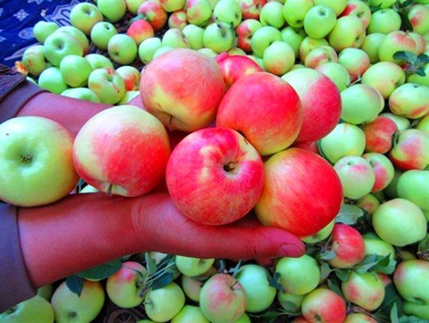 افزایش دو برابری برداشت سیب گلاب در بیضا