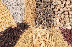 اهمیت اصلاح بذر در تامین امنیت غذایی