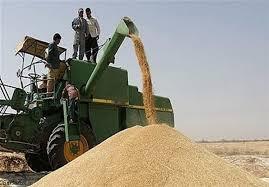 پیش بینی خرید  ۴۴۵ هزار تن گندم از کشاورزان آذربایجانغربی