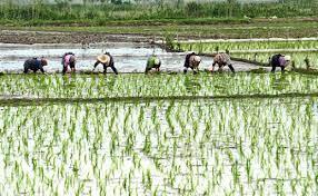 نشاء برنج در بیش از ۵ هزار هکتار از شالیزارها